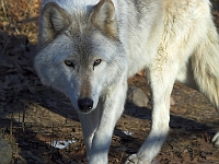 Arctic Wolf 028